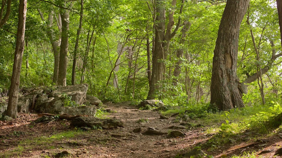 A forest with a dirt path, large rocks, and tall trees.