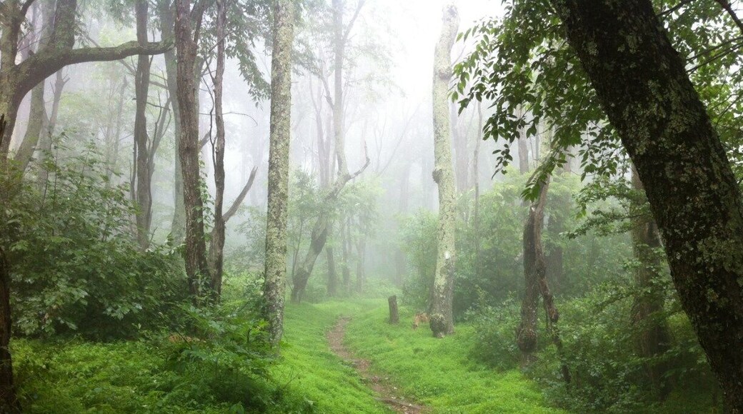 I had left my cubicle in frustration that day and started driving towards the mountains, it started to pour but I kept on driving. My reward was a hike in this otherworldly scene in a #colorful green forest where every sound spoke to me.