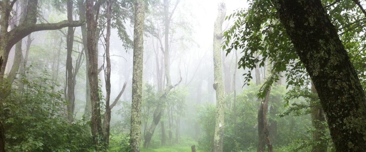 Un sentier forestier bordé de grands arbres et recouvert d’une mousse verte et luxuriante.