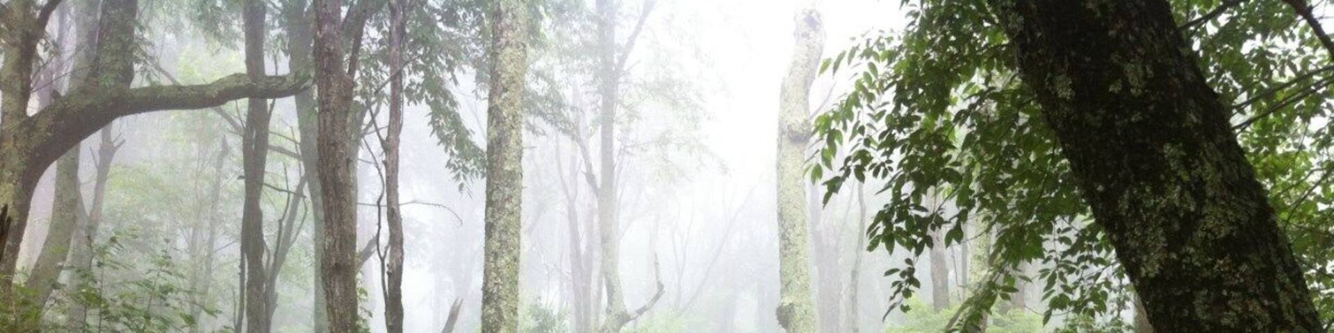A forest path surrounded by tall trees and lush green moss.