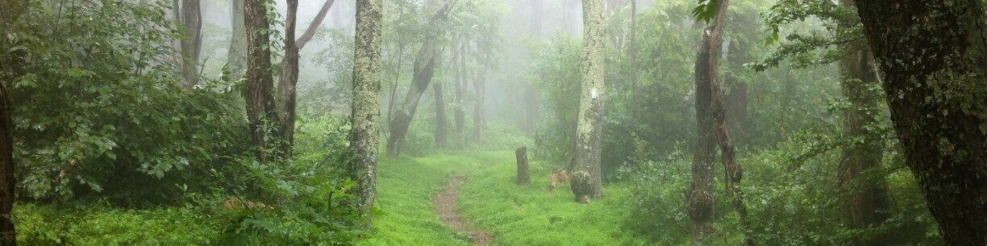 Uma trilha na floresta cercada por árvores altas e musgo verde exuberante.