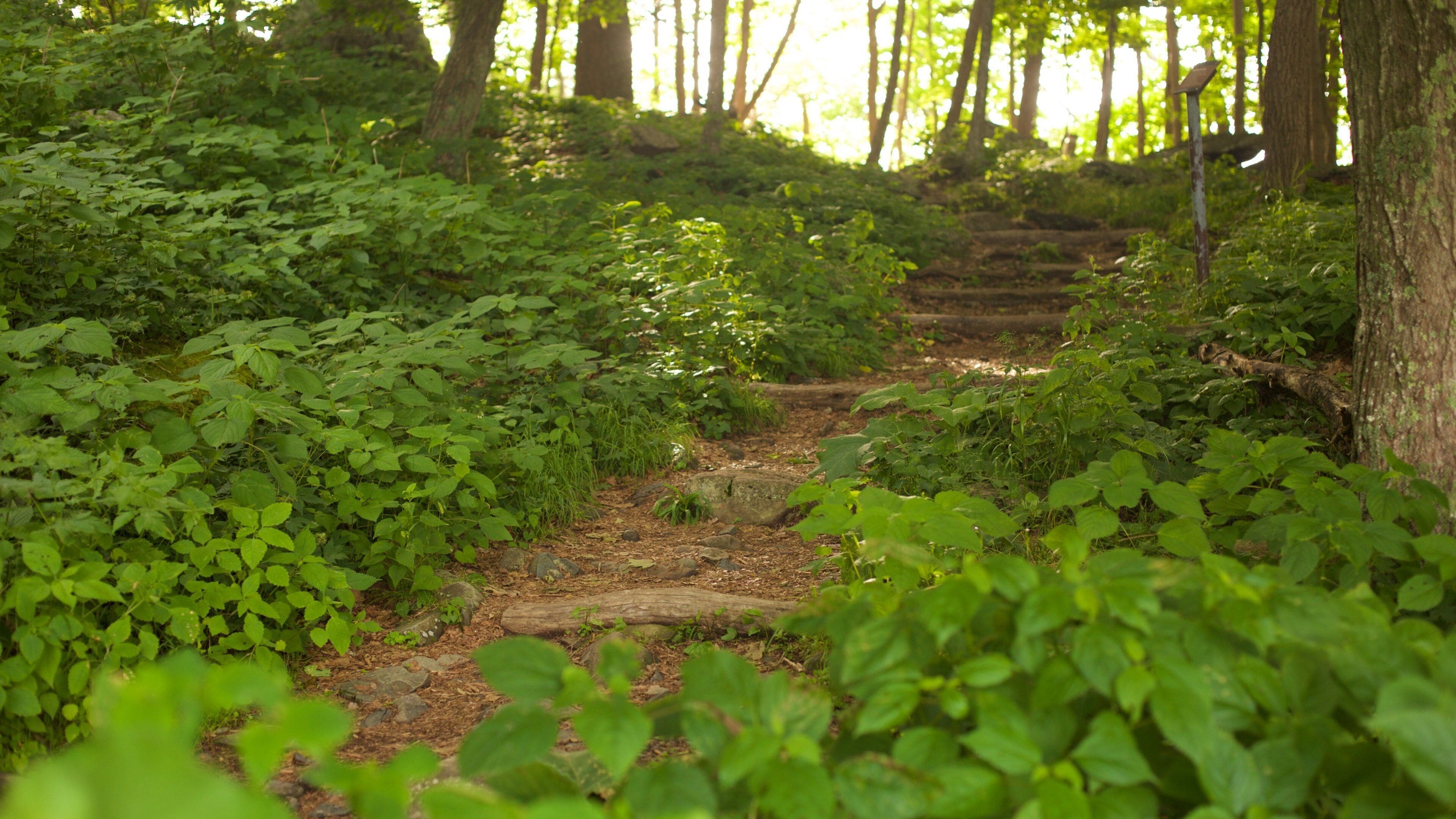 Parc national de Shenandoah qui includes forêts et scènes tranquilles