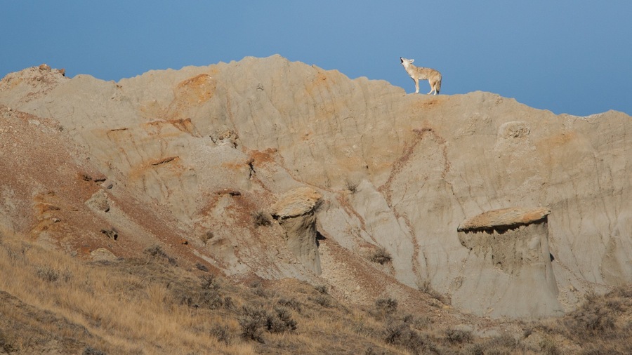 Theodore Roosevelt National Park