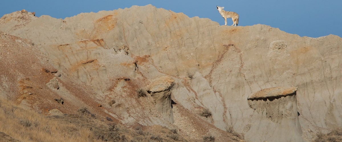 A coyote standing on a rocky outcrop with a clear blue sky in the background.