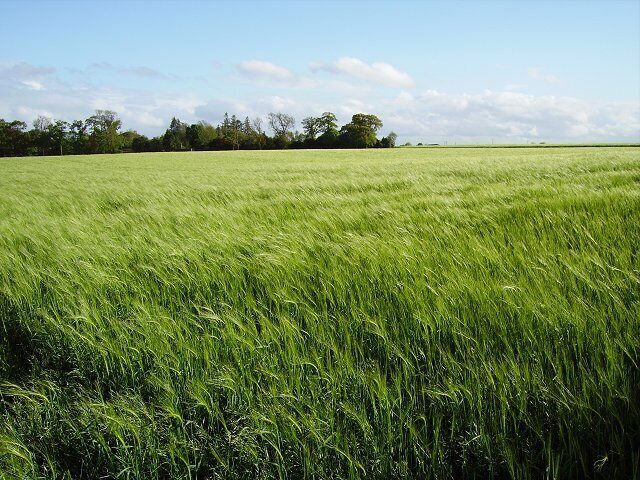 Barley, Dunmore. Flat land beside the lower Forth. Largely arable, punctuated by mining village.
