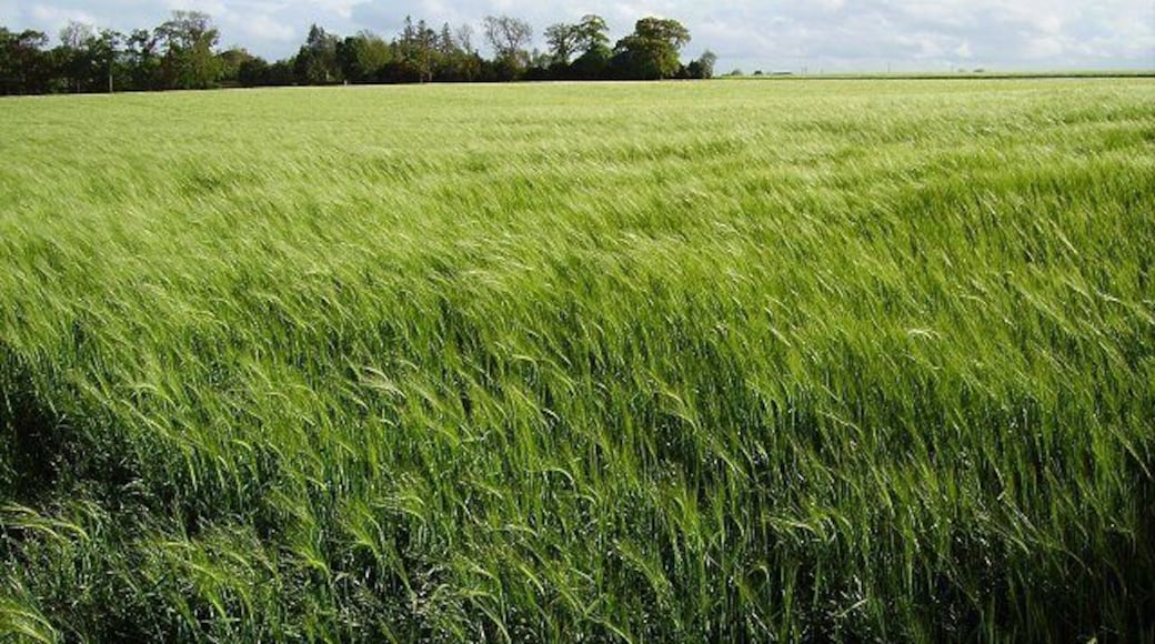 Barley, Dunmore. Flat land beside the lower Forth. Largely arable, punctuated by mining village.