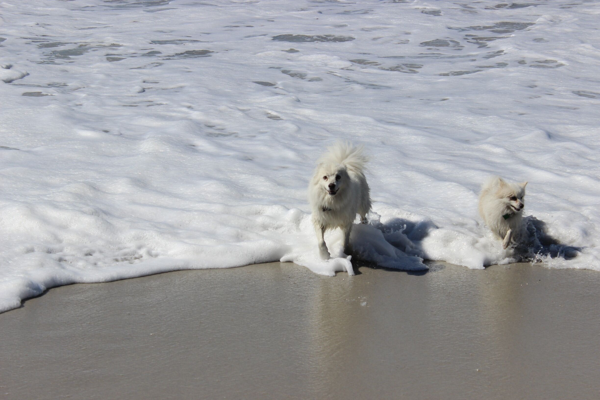 Although my dogs hate water, they love the beach. Carmel is a really nice town. I mean, reallllly nice. It's right on Highway 1 driving down the beautiful coast of CA and with all these beautiful unique homes there's this awesome sandy beach that is completely dog friendly. Really great treat on a road trip with the pooches. 