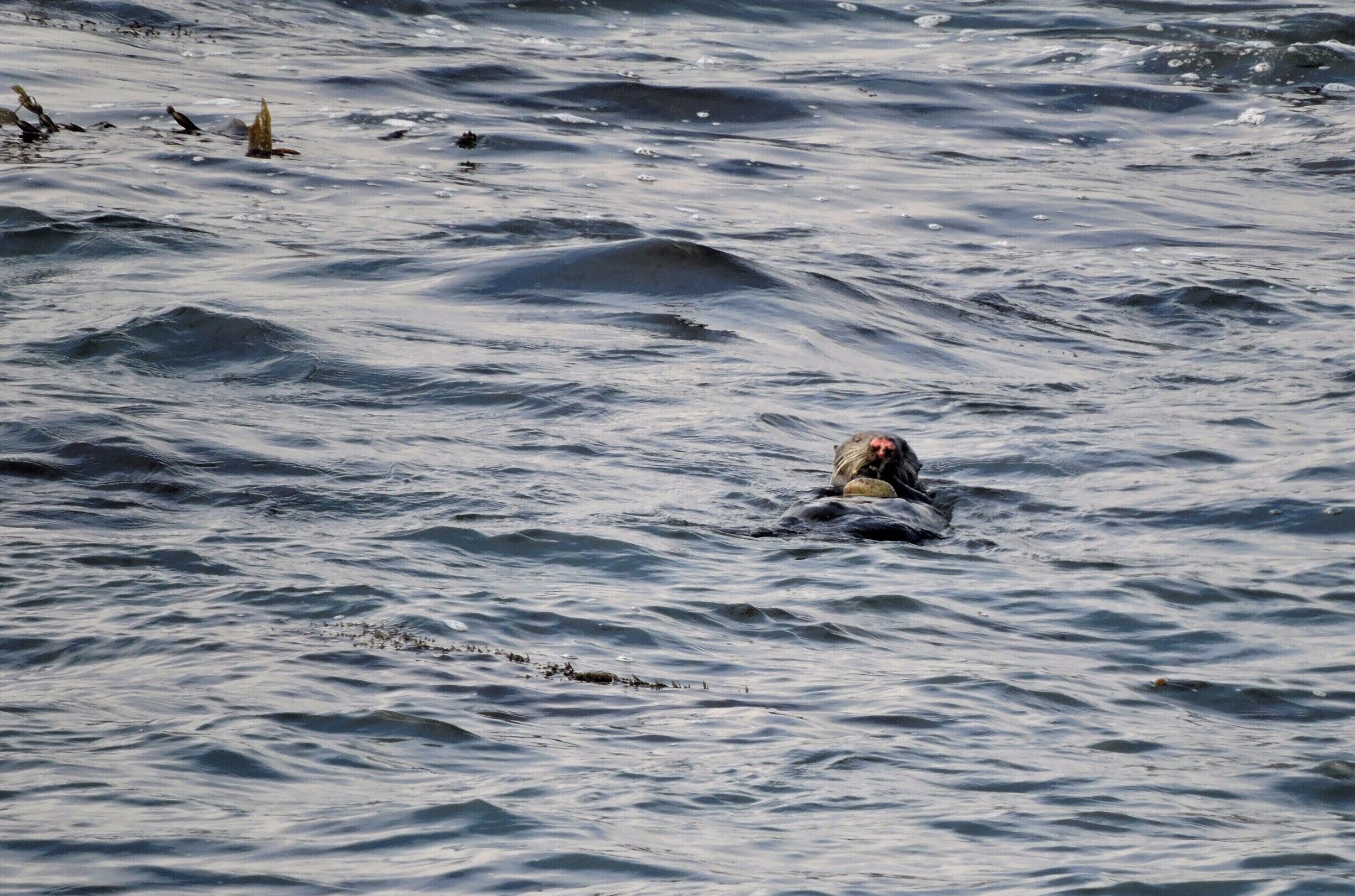 Otter at Point Lobos