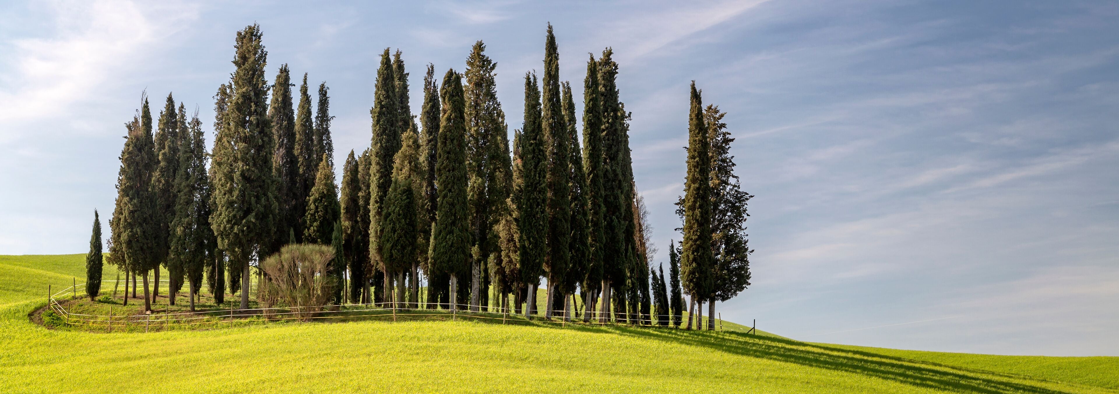 A grassy hill with a row of tall trees and a fence.