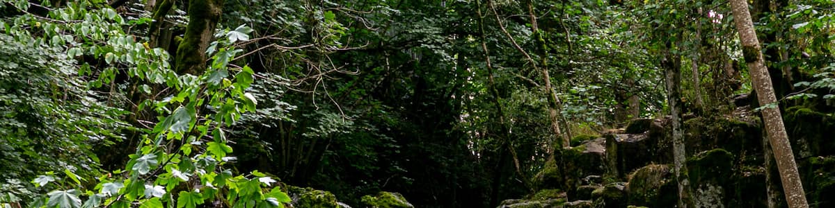 A multi-tiered waterfall surrounded by dense forest.