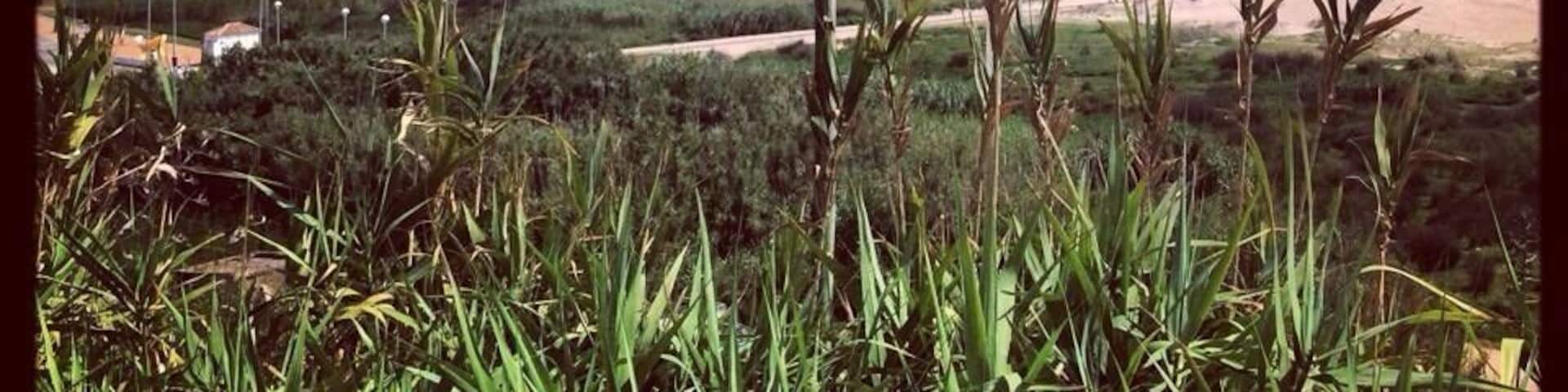 Conil Beach on the Costa de la Luz, Spain is a superb little getaway not far from Cadiz.
#Beach #Spain #Travel #Wanderlust