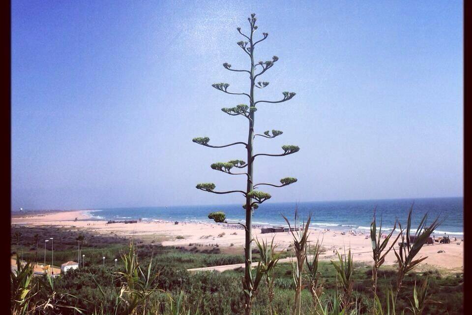 A coastal landscape with a prominent tree in the foreground and a beach in the background.