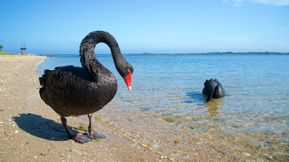 Ein schwarzer Schwan steht auf einem Kiesstrand mit klarem Wasser und einem Leuchtturm im Hintergrund.