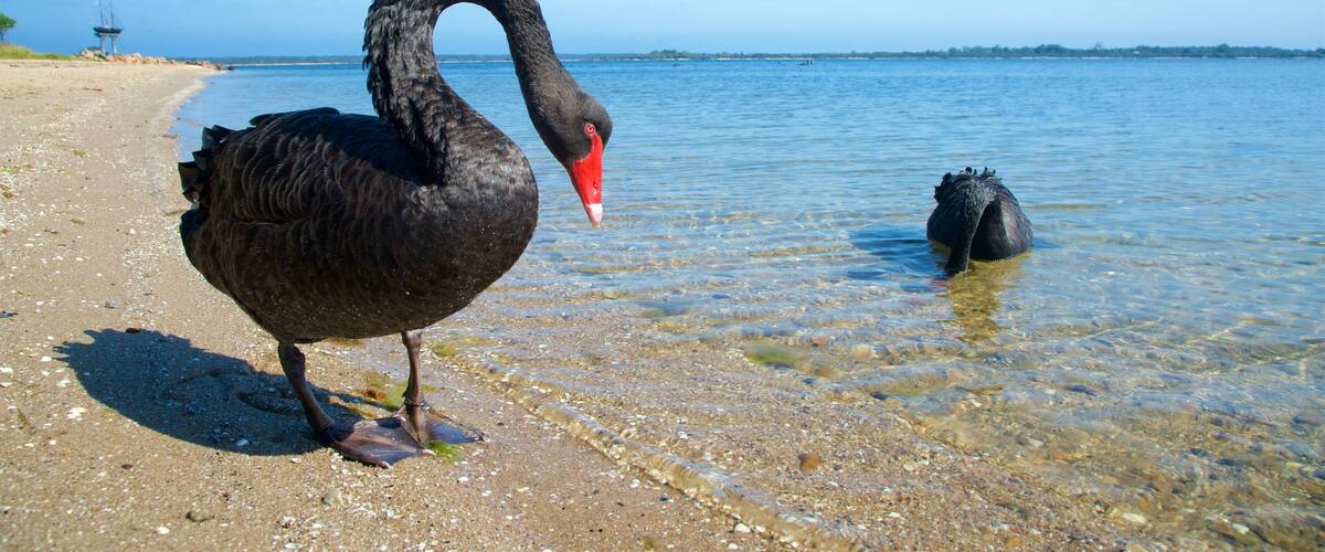 Victoria which includes general coastal views, a beach and bird life