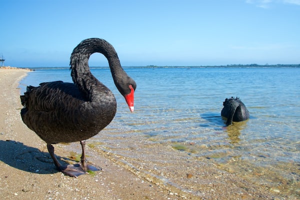A black swan standing on a pebbly beach with clear water and a lighthouse in the background.