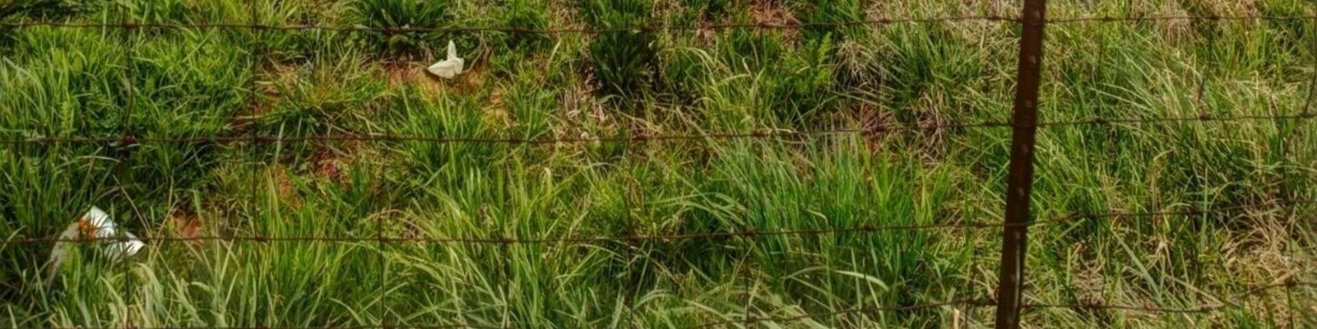 The Cumberland Gap area is an absolutely Beautiful area. It is rolling hills mixed with horse farms. It is the foothills of the Smokies. the roads go along some of the old trails laid out. Driving past Lake Cumberland gives you the feel of deep wood in the Smokies, and still be on the foothills. There is old growth everywhere. I have not been here in the fall, but if you want to see the Smokies during the height of fall color, I would highly recommend this area, I am going to come back in october. With all of the old growth in the area, the hills and fields, and the roads I can not see how this would be anything one of the best ways to see the color and culture of the Smokies.