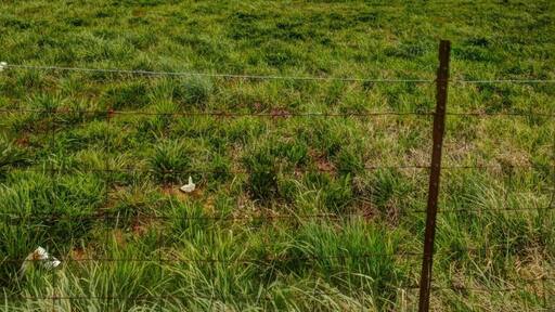 The Cumberland Gap area is an absolutely Beautiful area. It is rolling hills mixed with horse farms. It is the foothills of the Smokies. the roads go along some of the old trails laid out. Driving past Lake Cumberland gives you the feel of deep wood in the Smokies, and still be on the foothills. There is old growth everywhere. I have not been here in the fall, but if you want to see the Smokies during the height of fall color, I would highly recommend this area, I am going to come back in october. With all of the old growth in the area, the hills and fields, and the roads I can not see how this would be anything one of the best ways to see the color and culture of the Smokies.