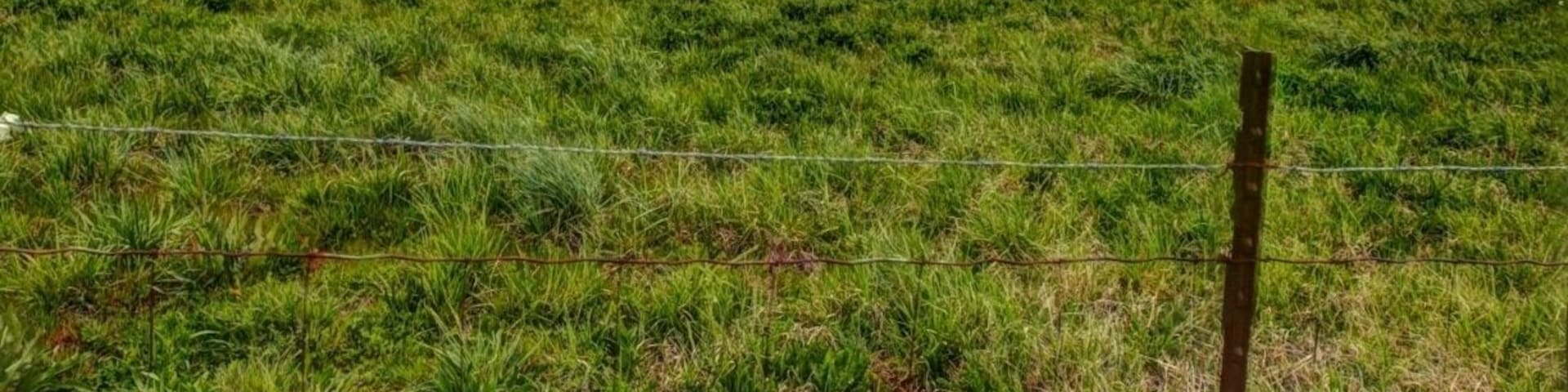 The Cumberland Gap area is an absolutely Beautiful area. It is rolling hills mixed with horse farms. It is the foothills of the Smokies. the roads go along some of the old trails laid out. Driving past Lake Cumberland gives you the feel of deep wood in the Smokies, and still be on the foothills. There is old growth everywhere. I have not been here in the fall, but if you want to see the Smokies during the height of fall color, I would highly recommend this area, I am going to come back in october. With all of the old growth in the area, the hills and fields, and the roads I can not see how this would be anything one of the best ways to see the color and culture of the Smokies.