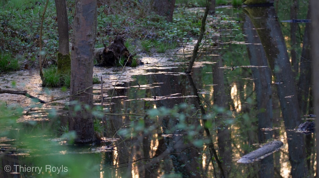 This swamp in the Silsombos is just amazing, quiet and beautiful in the early morning, so many nice light reflections. Take care to take boots!
More pictures on instagram @thierryroyls