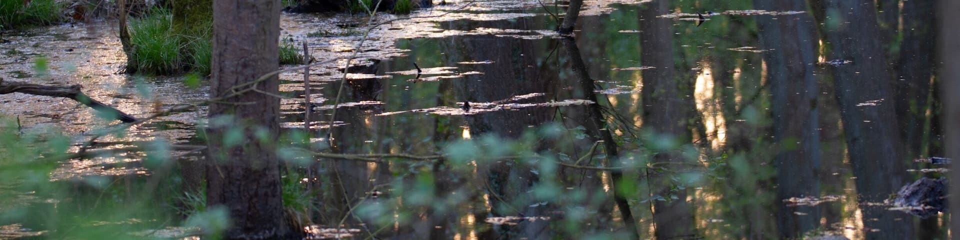 This swamp in the Silsombos is just amazing, quiet and beautiful in the early morning, so many nice light reflections. Take care to take boots!
More pictures on instagram @thierryroyls