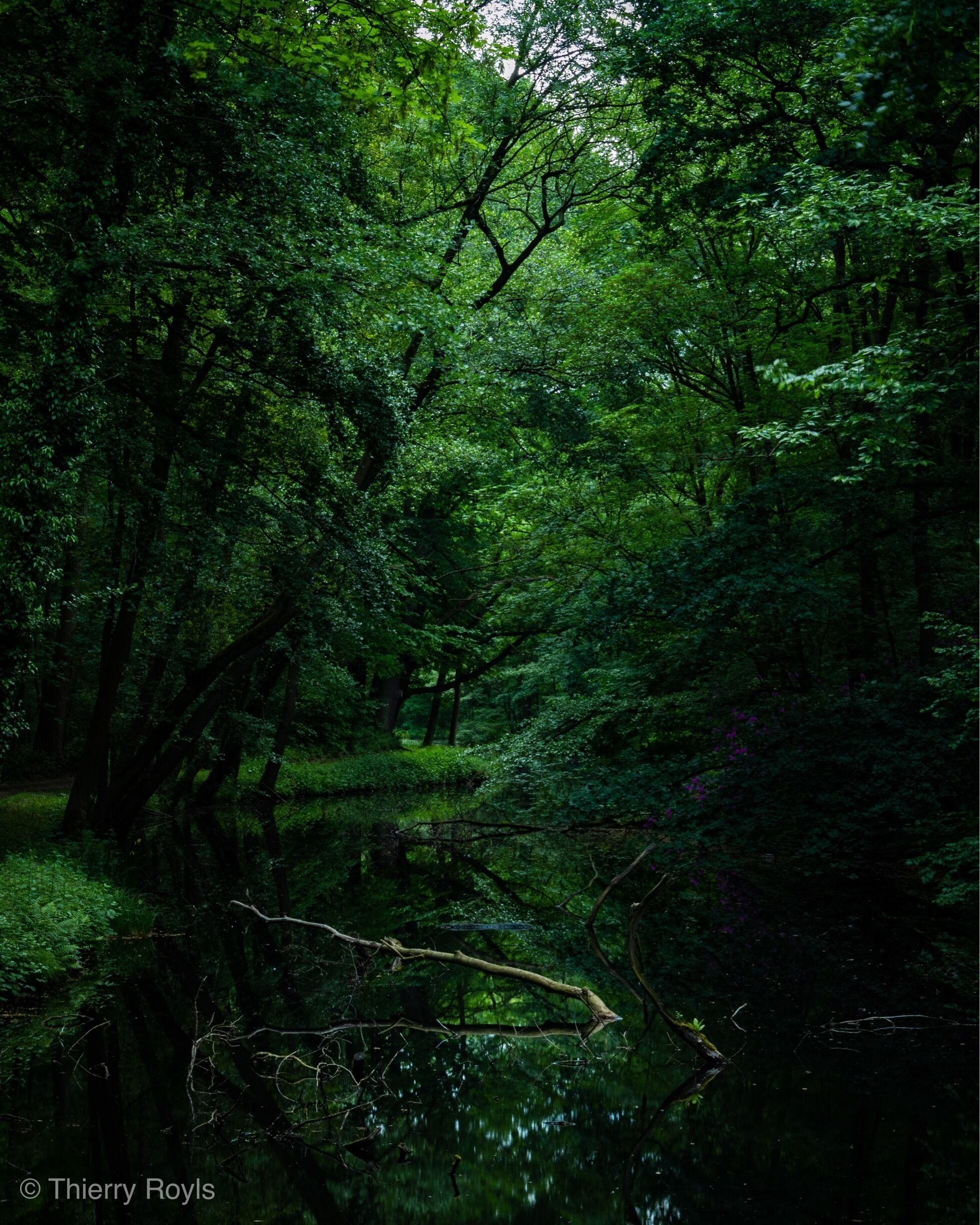 Wonderful wood in Everberg, perfect for taking pictures

More pictures on Instagram @thierryroyls_nature

#nature #woods
