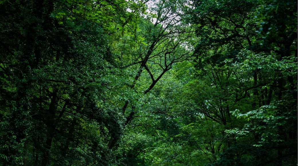 Wonderful wood in Everberg, perfect for taking pictures
More pictures on Instagram @thierryroyls_nature
#nature #woods