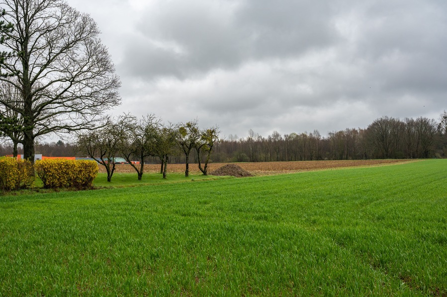 Un champ verdoyant, parsemé d’arbres, sous un ciel nuageux.