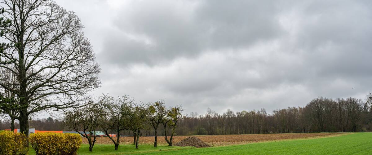 A green field with trees and a cloudy sky.