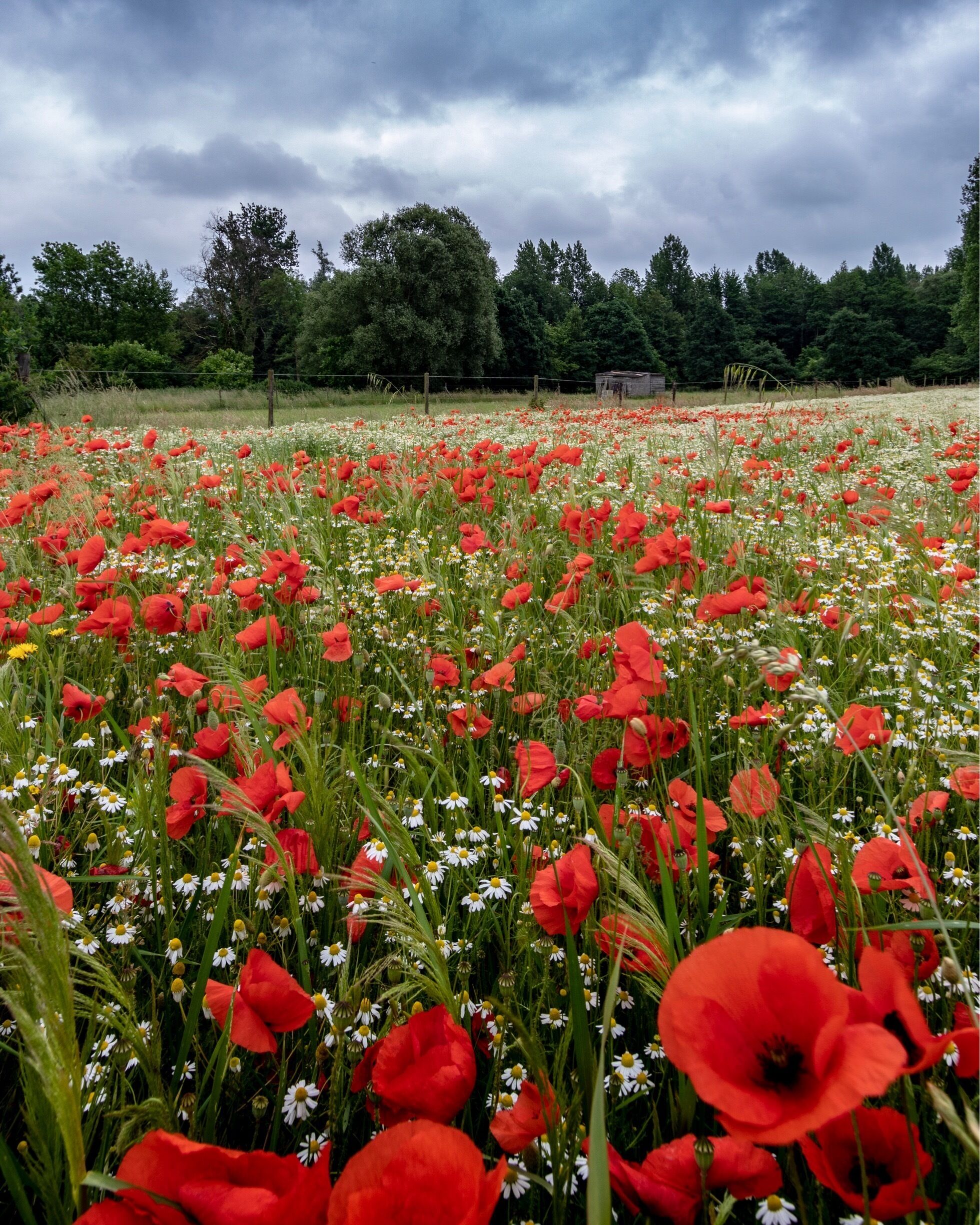 On this time of the year the wild Poppy are coming out, you will see there a few places to photography them mixed with daisy flowers.

More pictures on Instagram @thierryroyls_nature