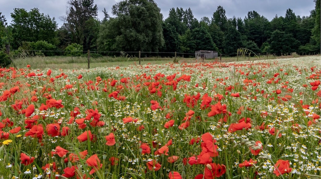 On this time of the year the wild Poppy are coming out, you will see there a few places to photography them mixed with daisy flowers.
More pictures on Instagram @thierryroyls_nature
