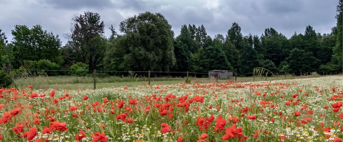 On this time of the year the wild Poppy are coming out, you will see there a few places to photography them mixed with daisy flowers.
More pictures on Instagram @thierryroyls_nature