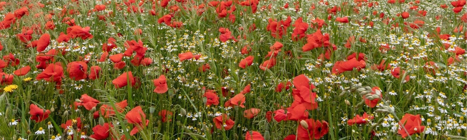 On this time of the year the wild Poppy are coming out, you will see there a few places to photography them mixed with daisy flowers.
More pictures on Instagram @thierryroyls_nature