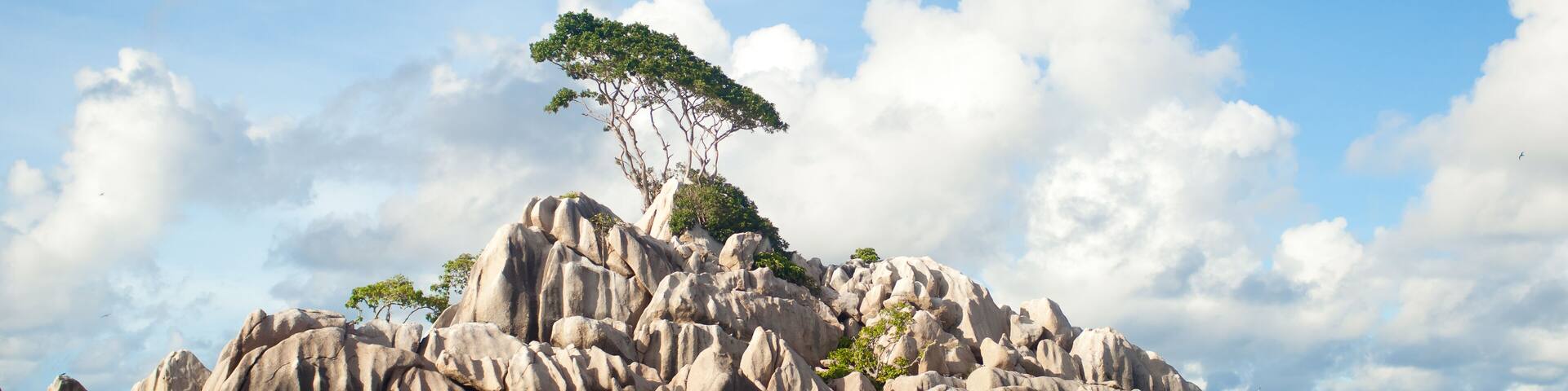 The tree on a small Island on Seychelles