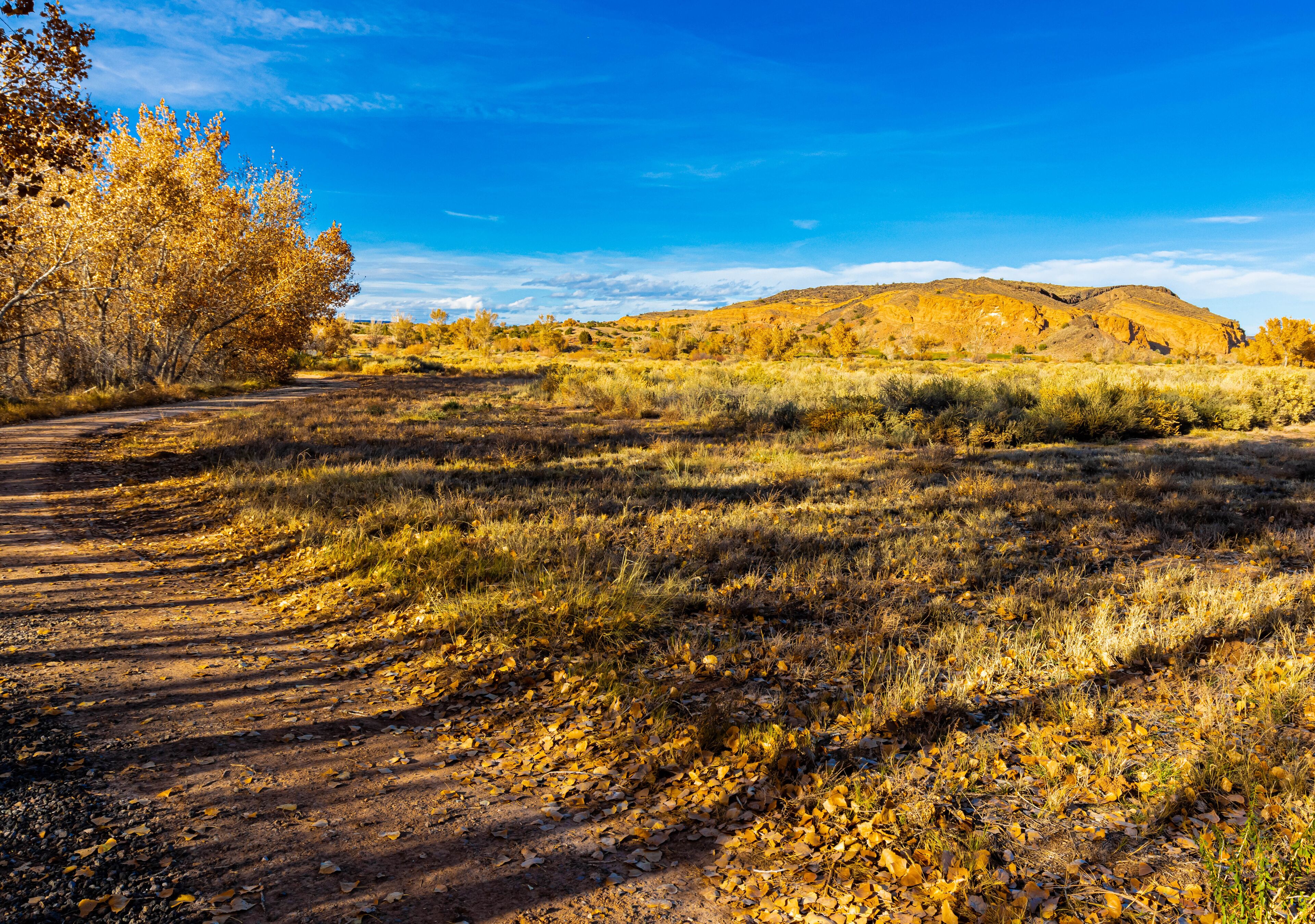 Fall Color and Tuyana Mesa on The Bosque Cottonwood Trail, Santa Ana Pueblo, New Mexico, USA
