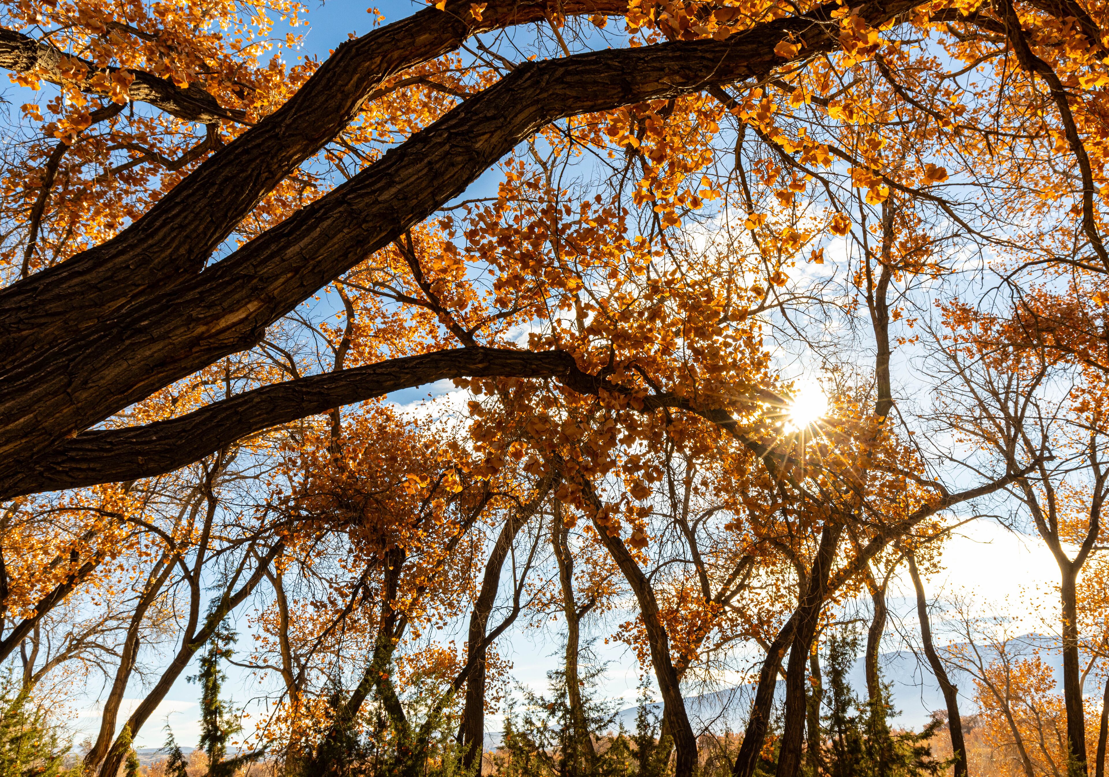 Sunlight Through The Cottonwood Forest on The Bosque Cottonwood Trail, Santa Ana Pueblo, New Mexico, USA