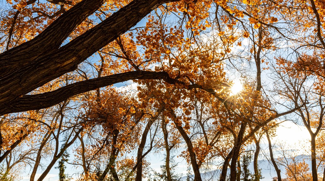 Sunlight Through The Cottonwood Forest on The Bosque Cottonwood Trail, Santa Ana Pueblo, New Mexico, USA