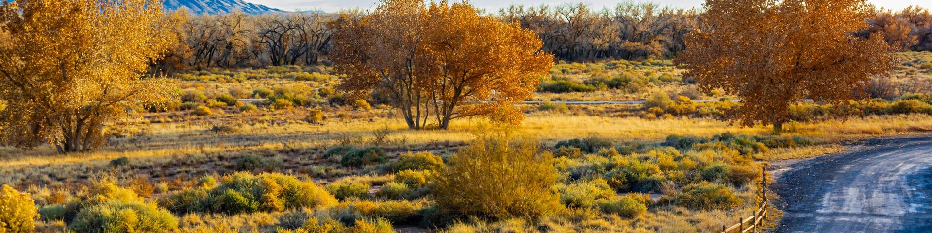 Fall Color and Sandia Mountains on The Bosque Forest, Santa Ana Pueblo, New Mexico, USA