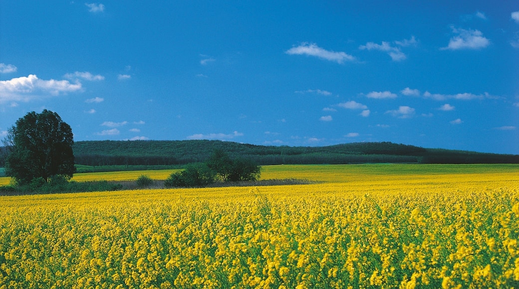 Eisenstadt fasiliteter samt blomster, landskap og villblomster