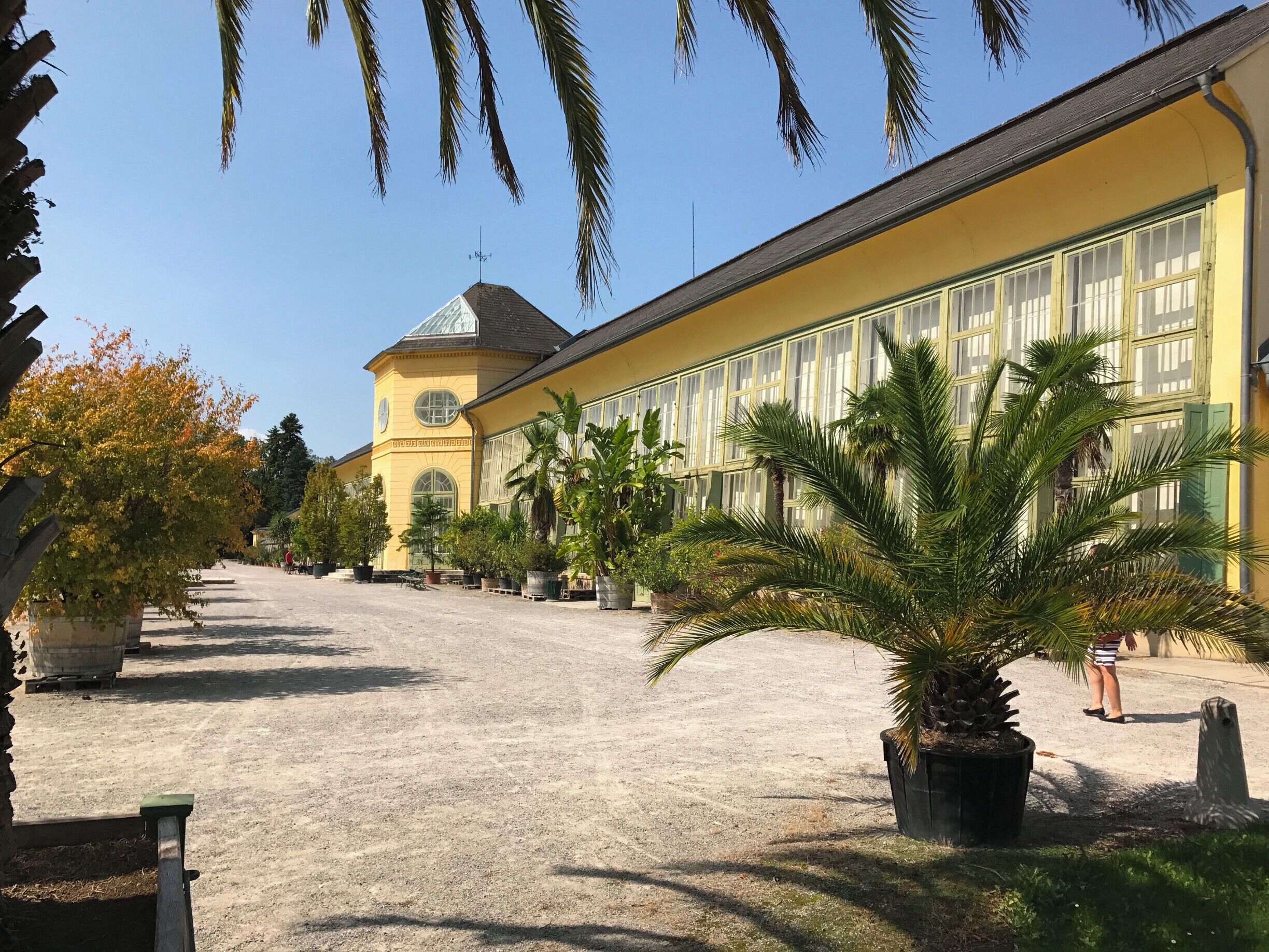 A yellow building with large windows and a tower, surrounded by potted plants and palm trees.