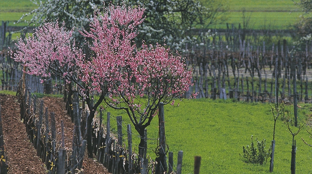 Eisenstadt som inkluderer åkre og blomster