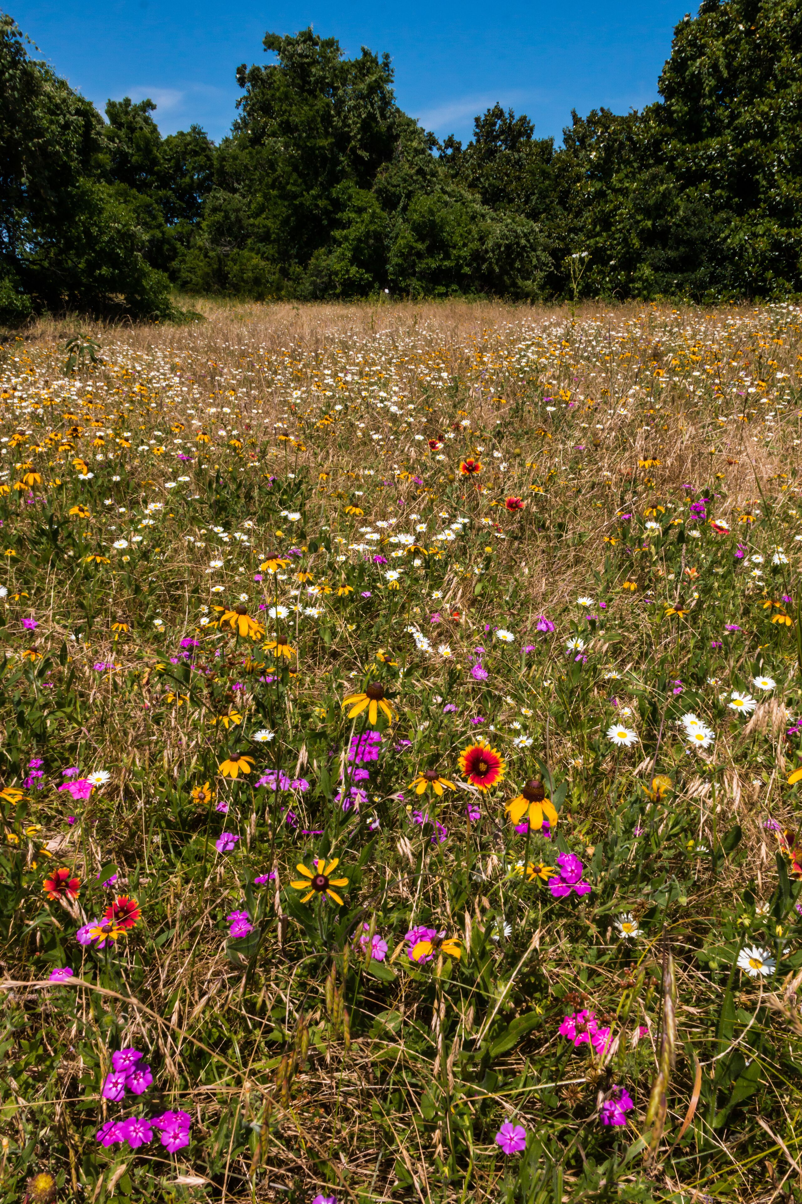 Variety of Texas Wildflowers,Washington On The Brazos State Park, Washington, Texas USA