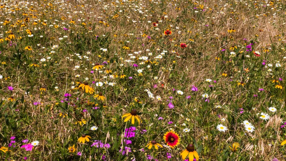 A field of wildflowers with trees in the background.