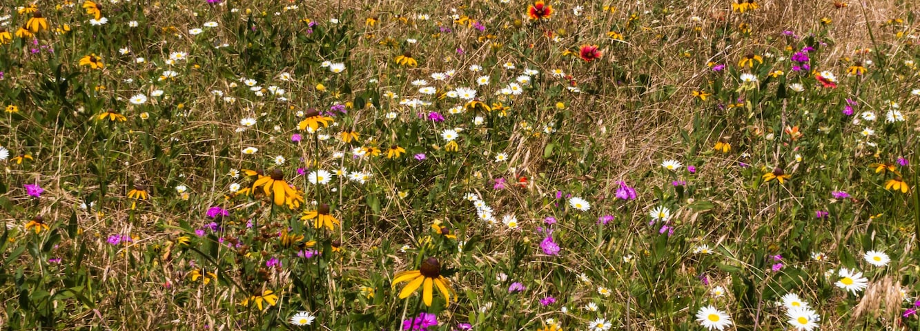 Variety of Texas Wildflowers,Washington On The Brazos State Park, Washington, Texas USA