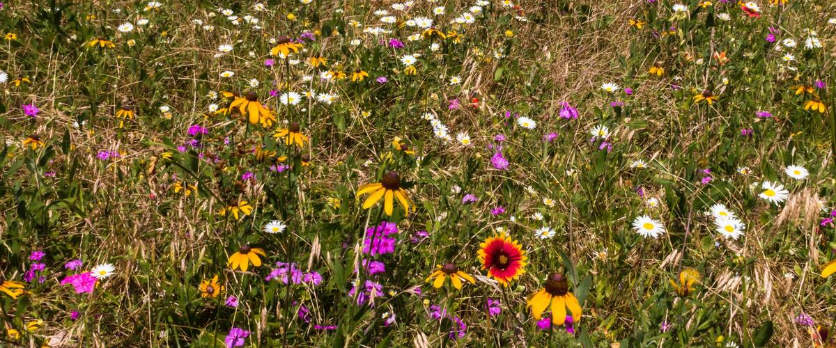 A field of wildflowers with trees in the background.