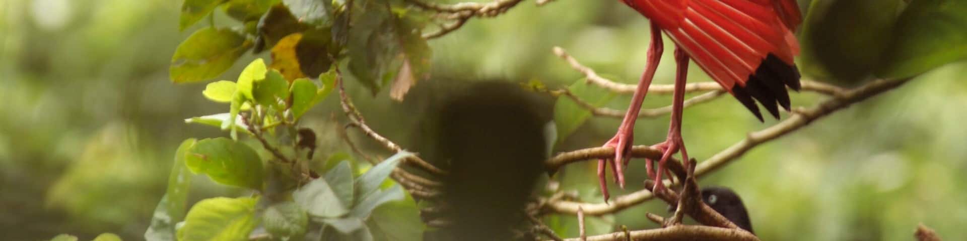 Trinidad featuring zoo animals, forest scenes and bird life