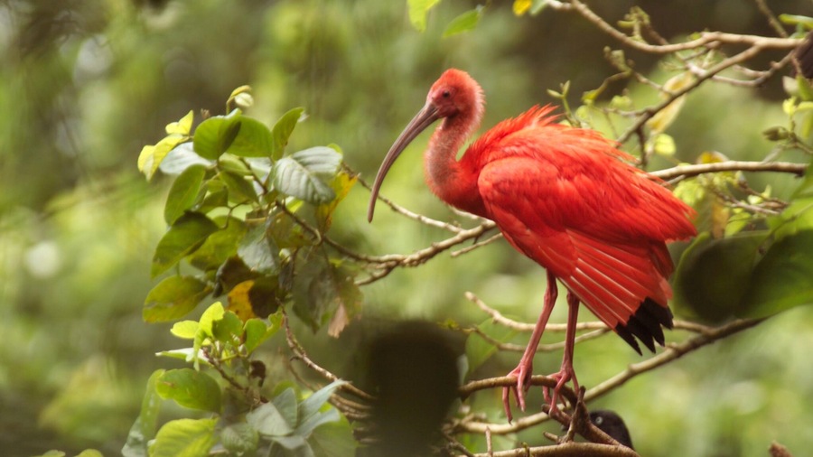 Trinidad which includes bird life, zoo animals and forest scenes
