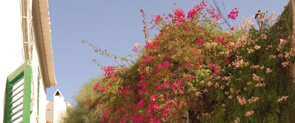 Cruising in Ibiza Town x