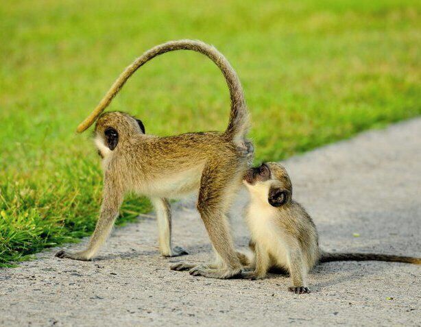 Dos monos en un sendero de tierra con hierba al fondo.