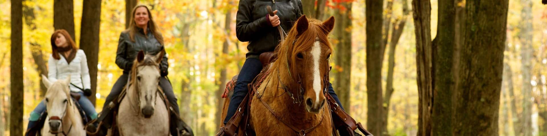 Pocono Mountains featuring land animals, fall colors and horseriding