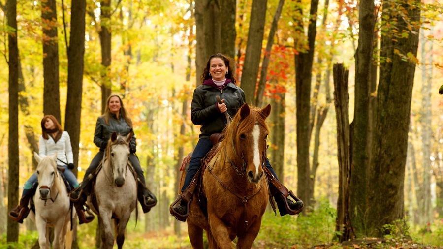 Poconos showing autumn colours, land animals and horse riding